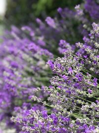 Close-up of purple flowering plants on field