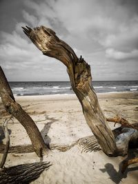 Driftwood on beach