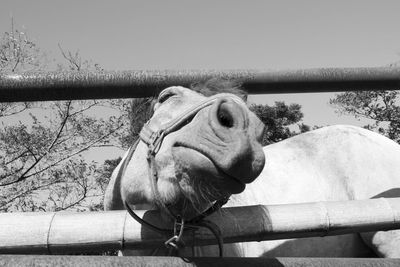 Close-up of horse against sky