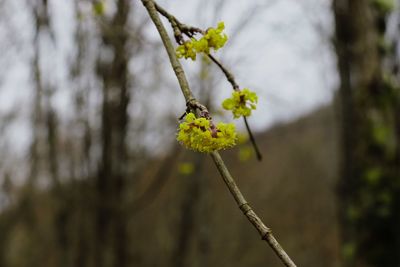 Close-up of yellow flowering plant