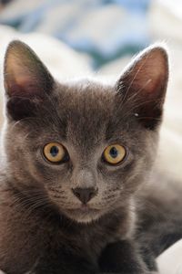 Close-up portrait of cat