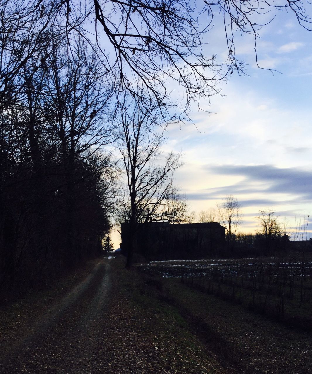 tree, transportation, sky, the way forward, road, no people, land vehicle, nature, outdoors, car, sunset, day, architecture