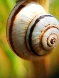 Close-up of snail