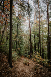 Trees in forest during autumn