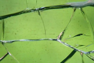 Close-up of wet plant