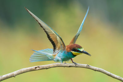Close-up of bee-eater perching on branch
