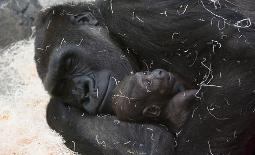 Gorilla relaxing with infant at zoo