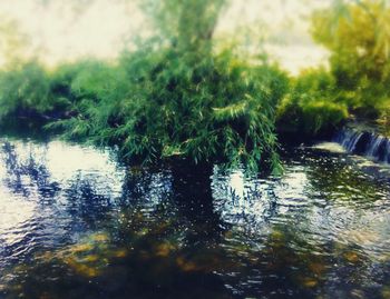 Reflection of trees in lake