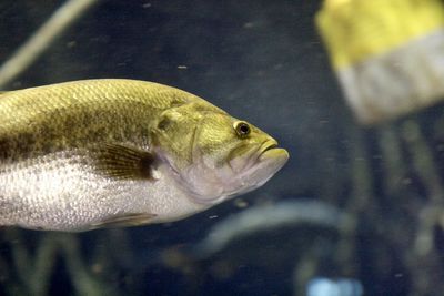 Close-up of fish swimming in aquarium