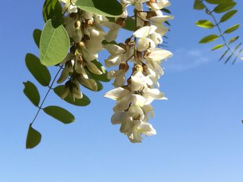 Low angle view of fresh flower tree against clear sky