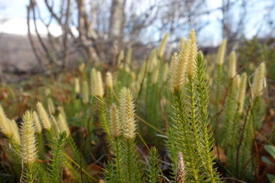 Close-up of crops growing on field