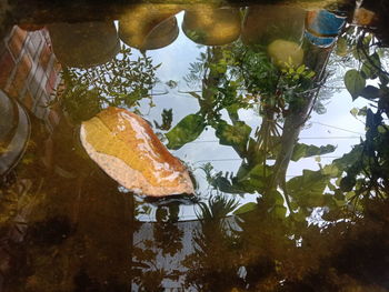 High angle view of leaves floating on lake