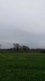 Scenic view of grassy field against sky