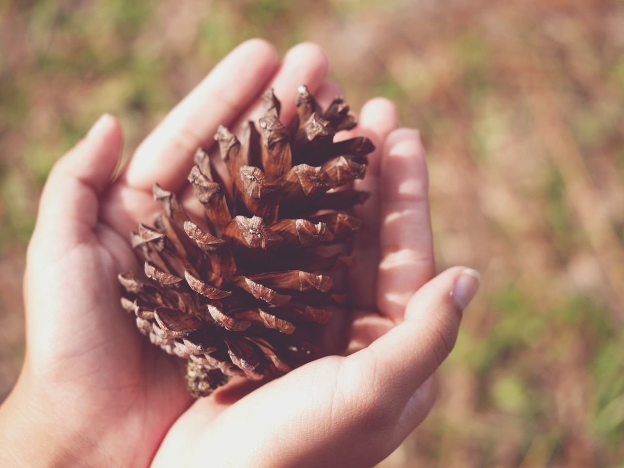 human hand, hand, holding, focus on foreground, one person, close-up, real people, day, human body part, nature, unrecognizable person, lifestyles, food and drink, outdoors, food, sunlight, pine cone, finger, freshness, hands cupped