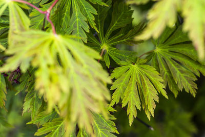 Close-up of fresh green leaves