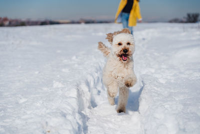 Backpacker woman hiking outdoors with cute poodle dog. snowy mountain in winter season. nature, pets