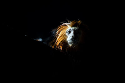 Portrait of dog against black background