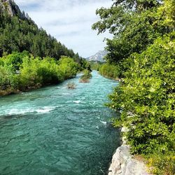 River flowing through forest