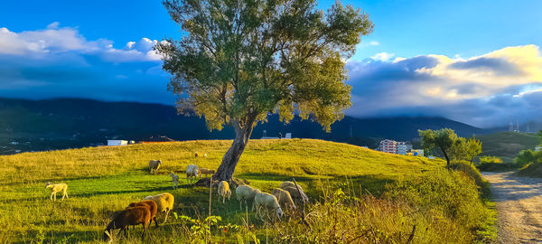 Trees on field against sky