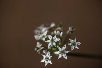 Close-up of flowers