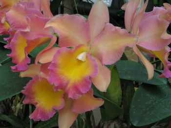 Close-up of pink flower