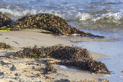 Scenic view of sea shore