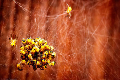 Close-up of bee on sunflower