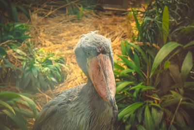 Close-up of bird on field