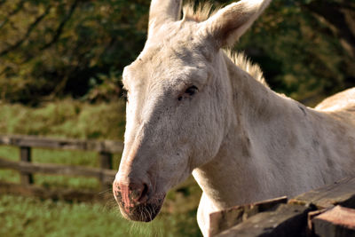 Close-up of a donkey