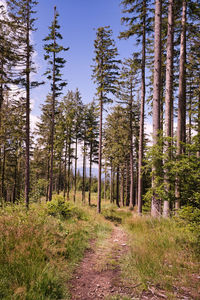 Pine trees in forest