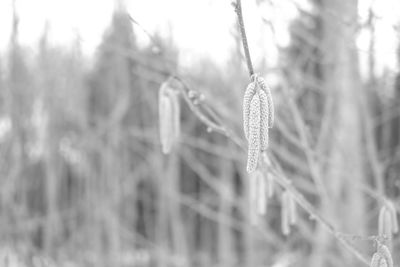 Close-up of frozen plant on land