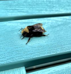 High angle view of bee on wood