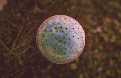 High angle view of apple on plant