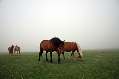 Horses grazing in a field