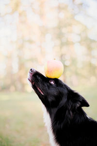 Close-up of dog