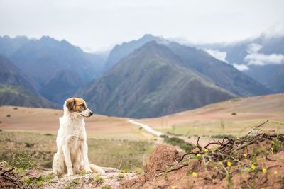 Dog sitting on mountain against sky