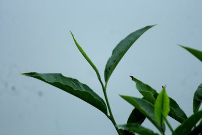 Close-up of wet plant against clear sky