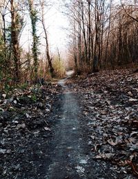 Stream passing through forest