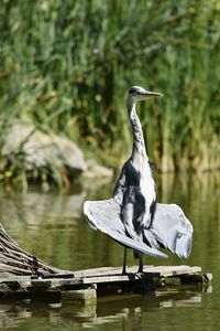 Bird flying over lake