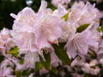 Close-up of pink cherry blossoms