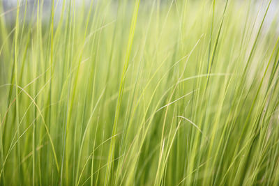 Close-up of stalks in field