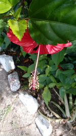 Close-up of pink flowers