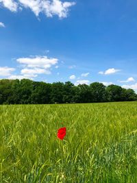 Red poppies on field against sky