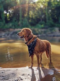 Dog standing in water