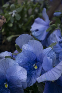 Close-up of purple flowers blooming outdoors