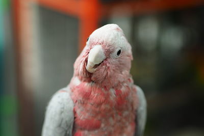 Close-up of parrot