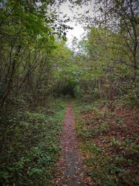 Trail on footpath amidst trees in forest