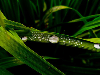 Close-up of raindrops on blade of grass