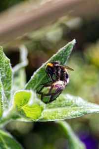 Close-up of insect on purple flower