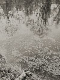 Reflection of trees in water